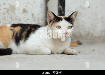 Thailandia Cat cercando una speranza Foto Stock