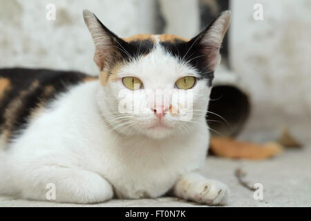 Thailandia Cat cercando una speranza Foto Stock