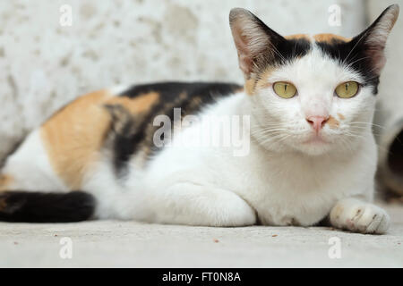 Thailandia Cat cercando una speranza Foto Stock