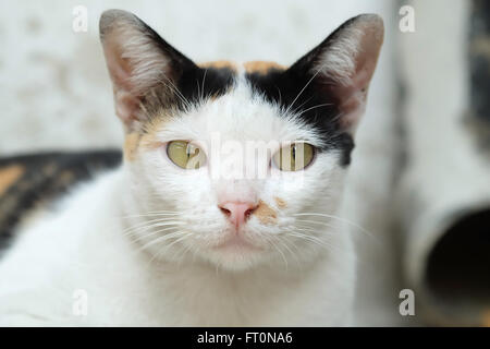 Thailandia Cat cercando una speranza Foto Stock