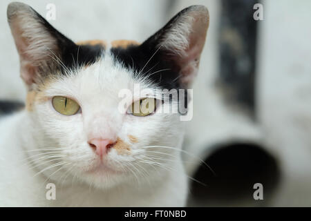 Thailandia Cat cercando una speranza Foto Stock