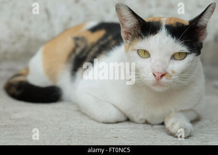 Thailandia Cat cercando una speranza Foto Stock