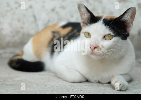 Thailandia Cat cercando una speranza Foto Stock