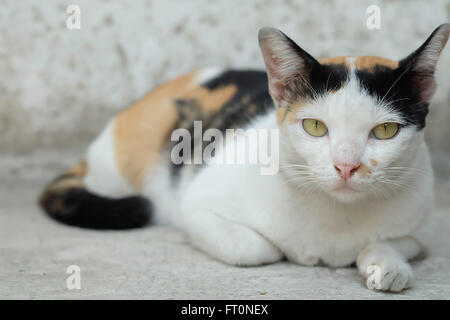 Thailandia Cat cercando una speranza Foto Stock