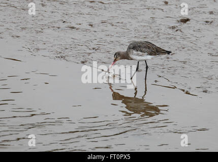 Nero tailed Godwit Limosa limosa alimentazione in un fangoso creek sulla costa di Norfolk. Foto Stock