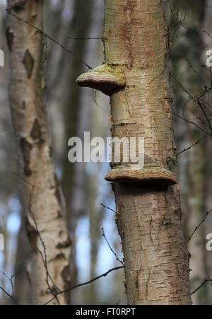 Zoccolo di cavallo fungo Fomes fomentarius. Foto Stock