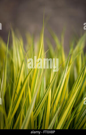 Hakonechloa macra "aureola" visto in stretta verso l'alto. Golden variegata di erba. Foto Stock