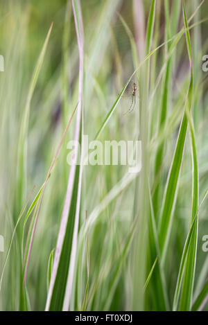 Un giardino spider appeso a un filo sottile su alcune graminacee ornamentali in un giardino inglese. Foto Stock