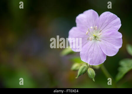 Geranium Maculatum 'Chatto'. Rosa pallido forma di hardy geranium fioritura a inizio estate. Foto Stock