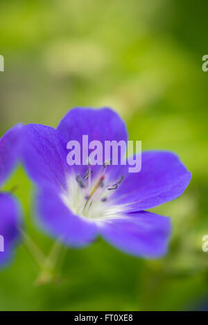 Geranium sylvaticum 'Mayflower'. Una bella hardy geranio (cranesbill) con il blu e il bianco dei fiori all'inizio dell'estate. Foto Stock