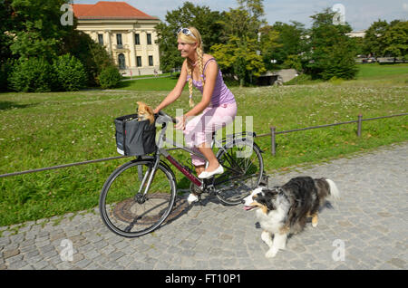 Ciclista femmina con Chihuahua in un cesto e Border Collie, Monaco di Baviera, Germania Foto Stock
