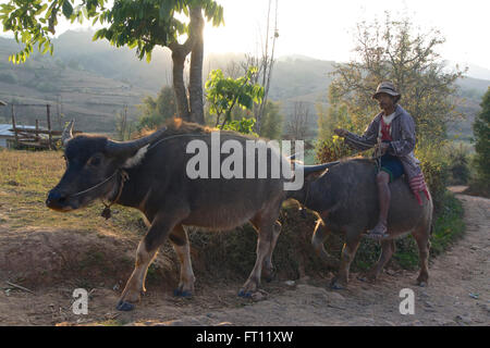 Trekking da Kalaw al Lago Inle, uomo a cavallo di un bufalo indiano di acqua sul suo modo di tornare a casa per il suo Danu village, Stato Shan, MYANMAR Birmania Foto Stock