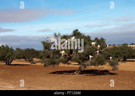 Allevamento di capre in un albero di argan, Essaouira, Marocco Foto Stock