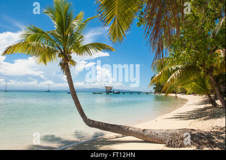 Lone Palm tree su una spiaggia, Leleuvia Island Isole Lomaiviti, Figi e Sud Pacifico Foto Stock