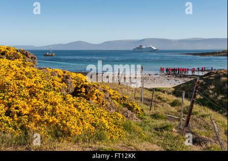 Gorse giallo e per i passeggeri di crociera spedizione nave MS Hanseatic Hapag-Lloyd Crociere spiaggia durante lo sbarco di un gommone Zodiac escursione, Isola di carcassa, Isole Falkland, British territorio di oltremare, Sud America Foto Stock