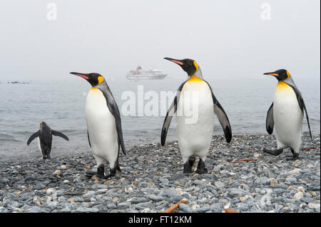 King Penguins Aptenodytes patagonicus sulla spiaggia e Expedition nave da crociera MS Hanseatic Hapag-Lloyd Crociere all'ancoraggio, Salisbury Plain, Isola Georgia del Sud, Antartide Foto Stock