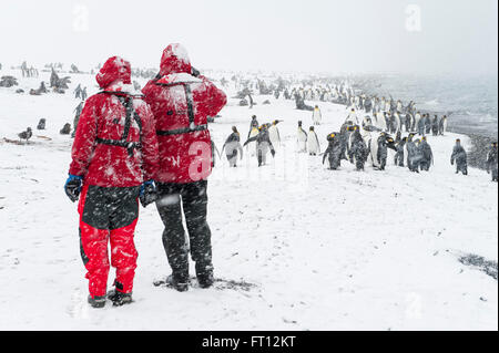 Due passeggeri di Expedition nave da crociera MS Hanseatic Hapag-Lloyd Crociere indossa giacche rosse ammirando un folto gruppo di pinguini imperatore Aptenodytes forsteri durante una tempesta di neve la vigilia di Natale, Salisbury Plain, Isola Georgia del Sud, Antartide Foto Stock