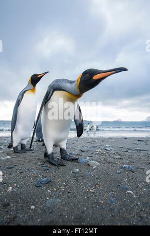 King Penguins Aptenodytes patagonicus su una spiaggia, Salisbury Plain, Isola Georgia del Sud, Antartide Foto Stock