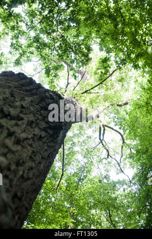 Visualizza in alto nella calotta di alberi in una foresta Foto Stock