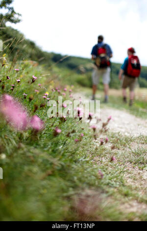 Gli escursionisti passando un percorso che attraversa un prato, Renania-Palatinato, Germania Foto Stock