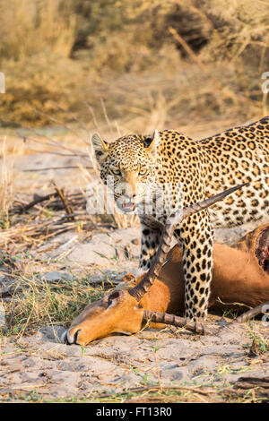 Leopard (Panthera pardus) con la sua preda, maschio, impala, Sandibe Camp, mediante la Moremi Game Reserve, Okavango Delta, Botswana Foto Stock