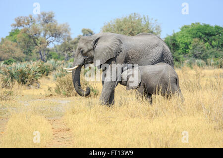 Bush africano Elefante africano (Loxodonta africana), madre allattamento baby, il Kalahari savannah, Sandibe Camp Moremi Game Reserve, Okavango Delta, Botswana Foto Stock