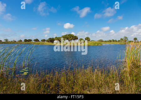 Lago della Scherer Thaxton preservare nella contea di Sarasota in Florida Nokomis Foto Stock
