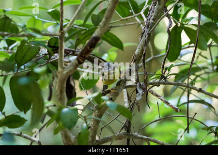 Gli uccelli di Australia - Uccelli fotografati in Australia sia selvatici e in cattività, originali e non originali Foto Stock