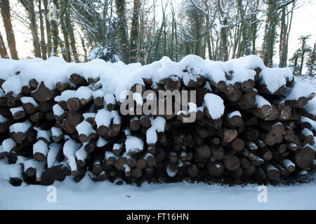 Un gran mucchio di tronchi in una foresta coperta di neve. Foto Stock