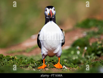 Un Puffin Atlantico, Fratercula arctica, in piumaggio della stagione riproduttiva, in cima a una scogliera sulle isole Skomer, Galles. Il puffin sta potendo comicamente Foto Stock