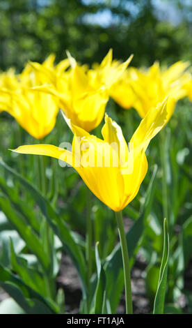 Bella tulipani gialli nel giardino ordina Tulipa westpoint , dal giglio-Gruppo fiorito Foto Stock