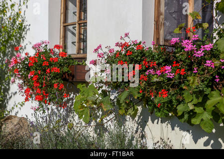 Gerani in scatole di finestra villaggio rurale, pelargonium cottage Foto Stock