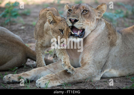 Africa, Zambia, Sud luangwa national park mfuwe. leonessa con cub (wild: panthera leo). Foto Stock