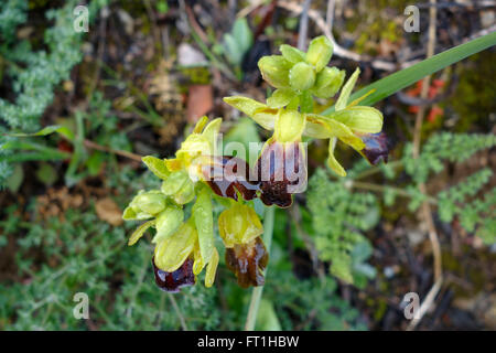 Cupo Bee-orchid, Ophrys fusca, ssp. bilunulata. Andalusia, Spagna. Foto Stock