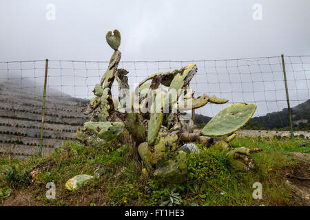 Infestazione di Mealybug (Dactylopius coccus) su fichidindia (Opuntia ficus-indica) Andalusia, Spagna. Foto Stock