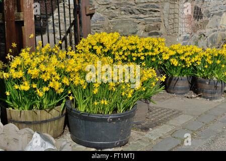 Vasche di narcisi giallo brillante in mezzo barili fiorite a marzo a Luss, Scozia. Foto Stock