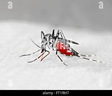 Zanzara tigre (Aedes albopictus) piena di sangue, una specie aliena diffusione di malattie esotiche in Europa Foto Stock