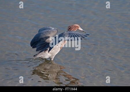 Garzetta rossastra ali si diffonde mentre la pesca Foto Stock