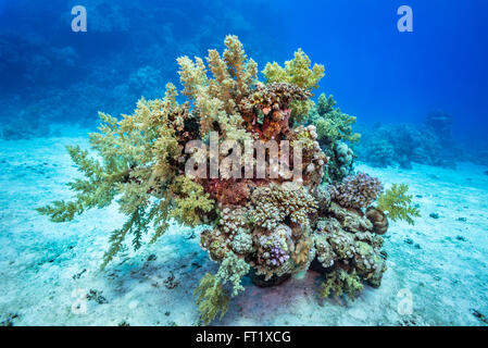 Unico giardino di corallo sul fondale sabbioso, con una ricca diversità di morbida e coralli duri. Mar Rosso, Egitto. Giugno Foto Stock