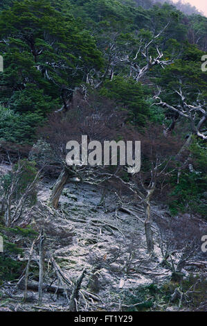 Foresta, El Calafate, Patagonia, Argentina Foto Stock