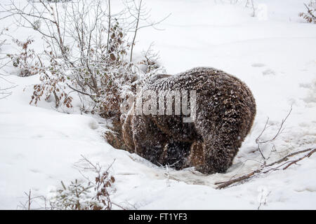L'orso bruno (Ursus arctos) entrando in den durante la doccia di neve in autunno / inverno Foto Stock