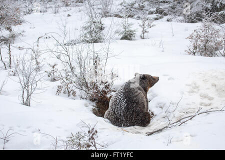 L'orso bruno (Ursus arctos) entrando in den durante la doccia di neve in autunno / inverno Foto Stock