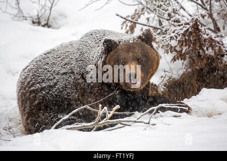 L'orso bruno (Ursus arctos) entrando in den durante la doccia di neve in autunno / inverno Foto Stock