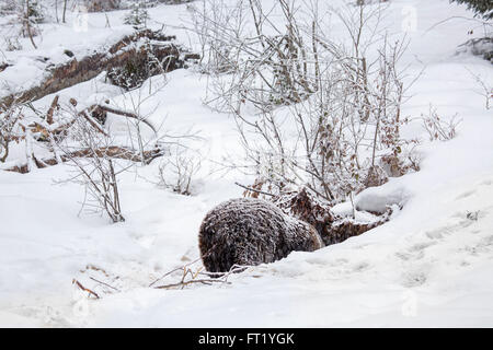 L'orso bruno (Ursus arctos) entrando in den durante la doccia di neve in autunno / inverno Foto Stock