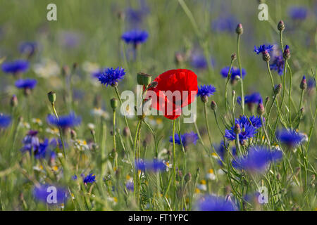 Papavero mais / rosso papavero (Papaver rhoeas) e cornflowers / bluebottles (Centaurea cyanus) fioritura in prato in estate Foto Stock
