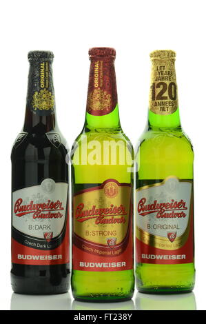 Lager Budweiser birra isolato su sfondo bianco. Foto Stock