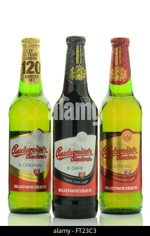 Lager Budweiser birra isolato su sfondo bianco. Foto Stock