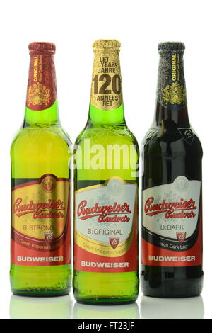 Lager Budweiser birra isolato su sfondo bianco. Foto Stock