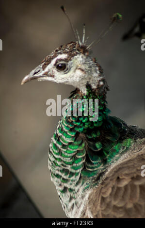 Close up di una femmina di pavone, vita selvaggia, bird, bel verde e grigio Foto Stock