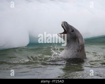 Le guarnizioni Crabeater nell'acqua Foto Stock